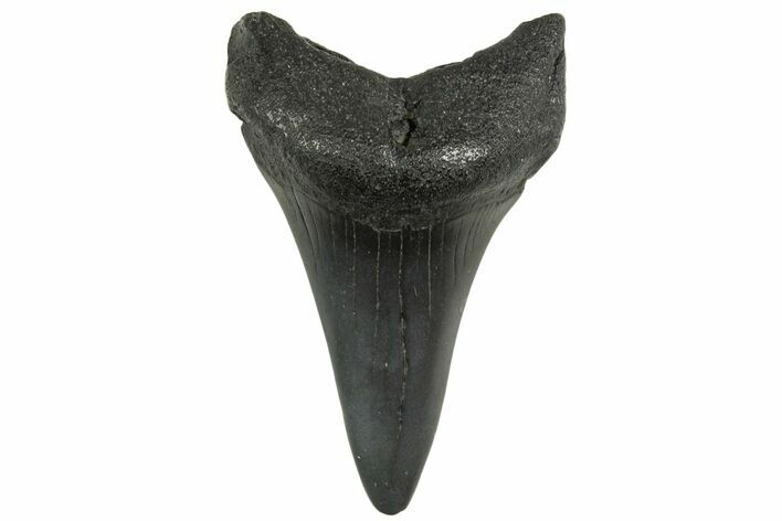 Fossil White Shark Tooth - South Carolina #368626